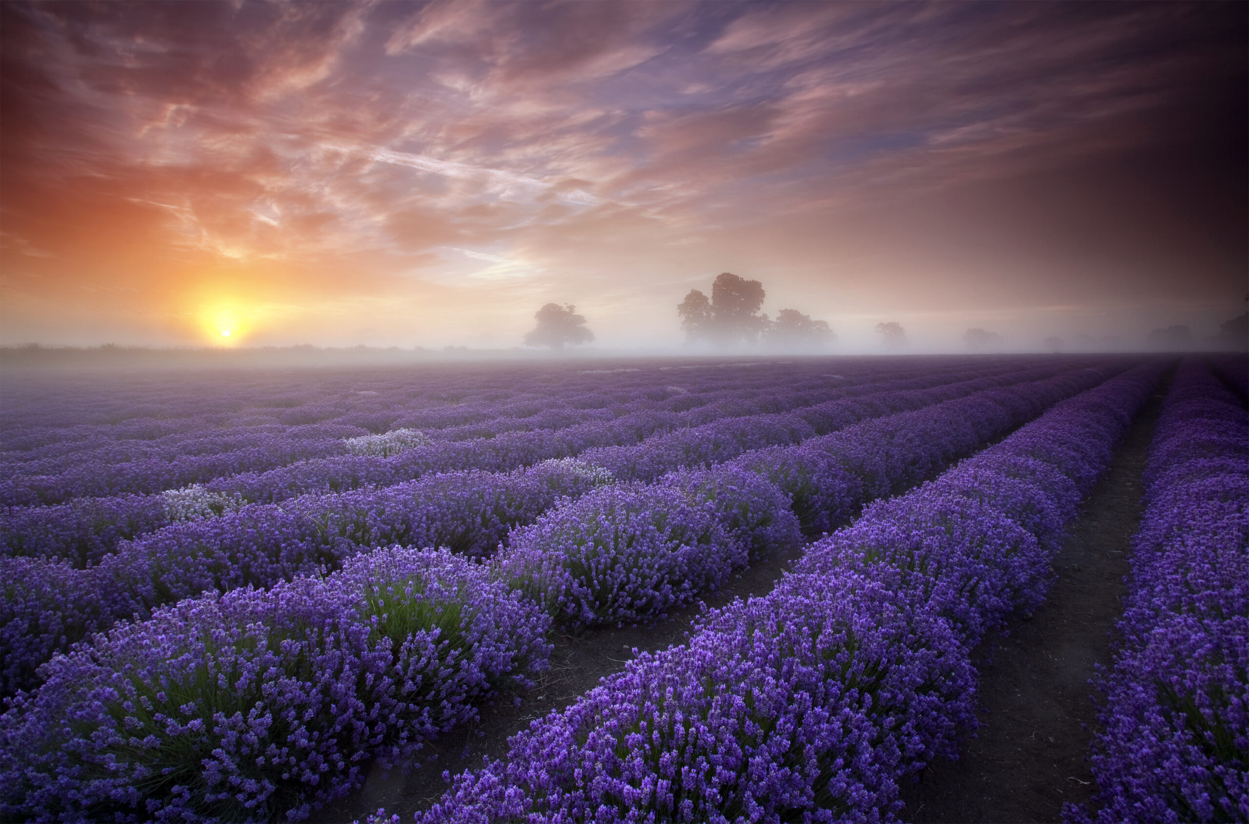 Summer Sunrise Over A Field Of Lavender.