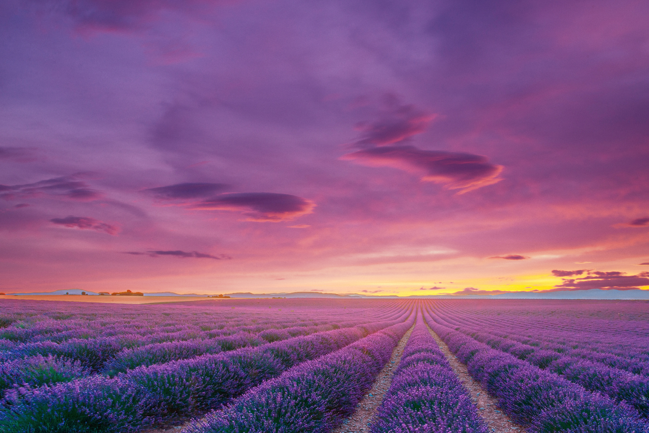 Lavander Field In Provence, France At Twilight